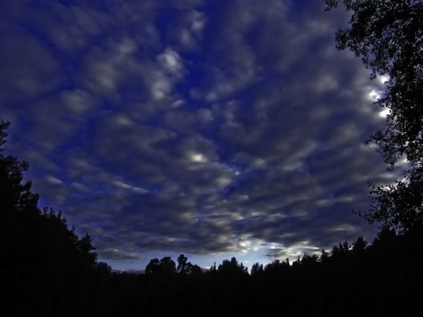 Wald in der Nacht