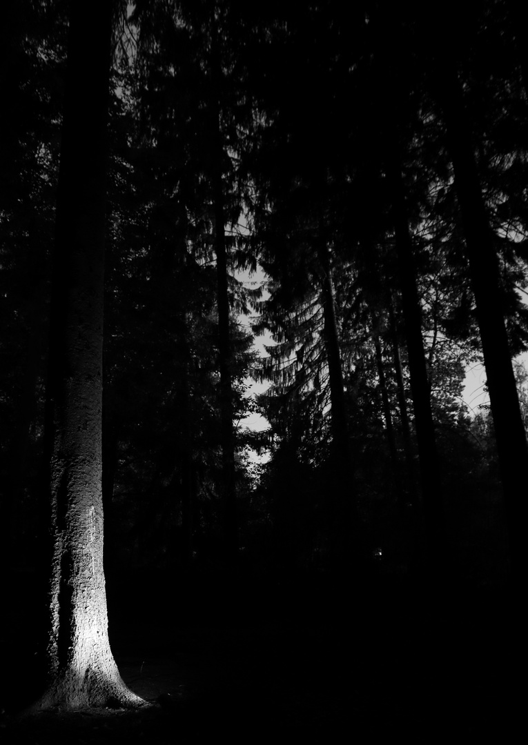 Wald in der Nacht?
