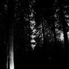 Wald in der Nacht?