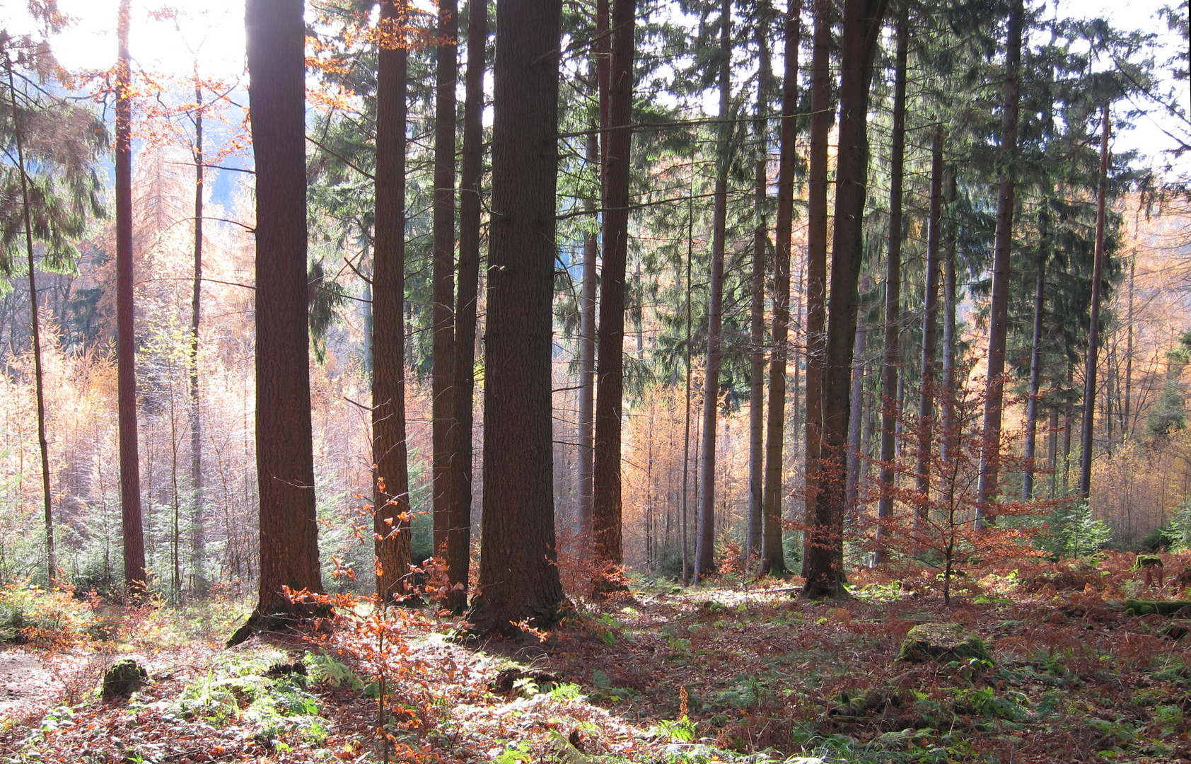 Wald in der Nähe der Milseburg (Rhön)
