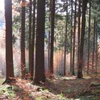 Wald in der Nähe der Milseburg (Rhön)