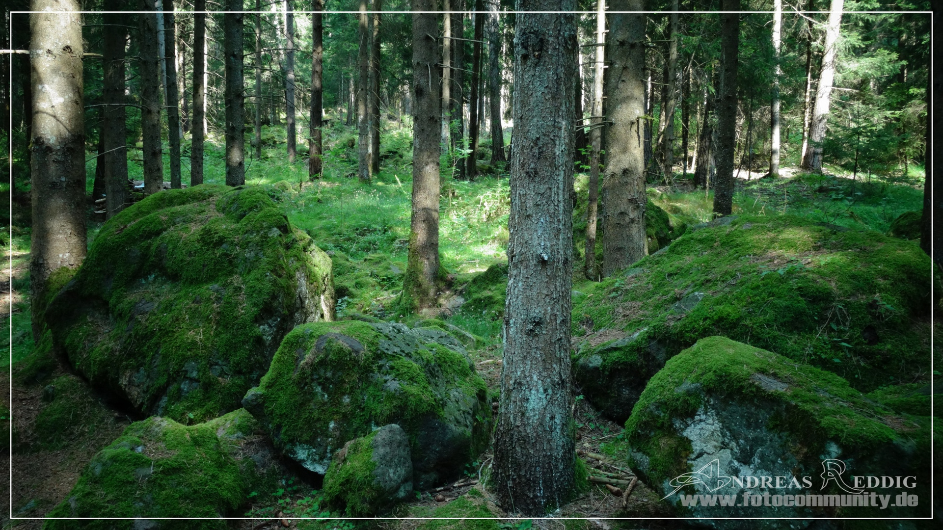 Wald in der Nähe der Seiser Alm/Südtirol - 07.08.2015