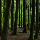 Wald  in der Nähe vom  Königsstuhl