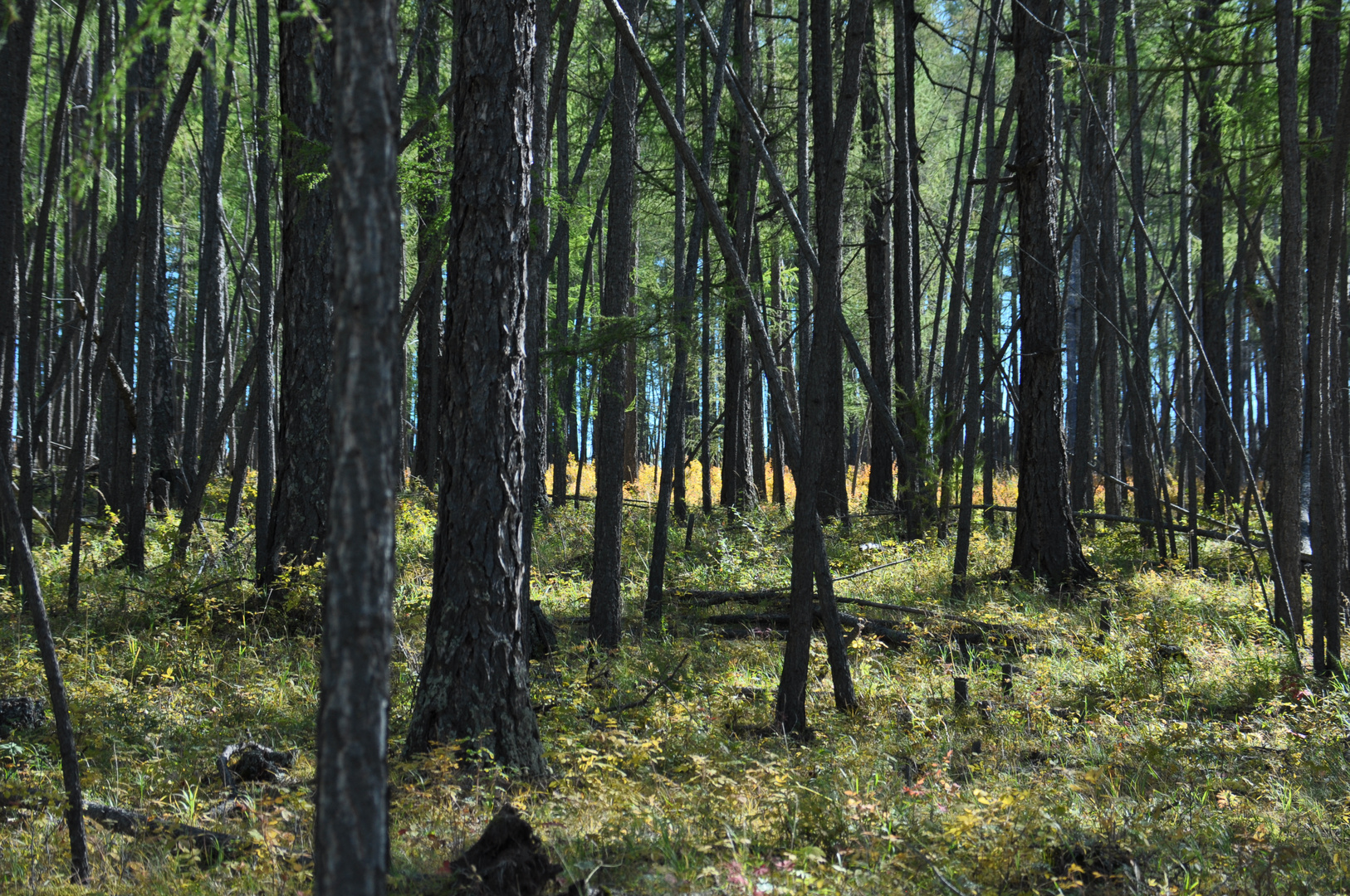 Wald in der nähe von Ulanbator Mongolei