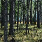 Wald in der nähe von Ulanbator Mongolei