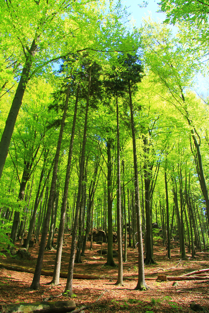 Wald in der sächsischen Schweiz