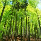 Wald in der sächsischen Schweiz