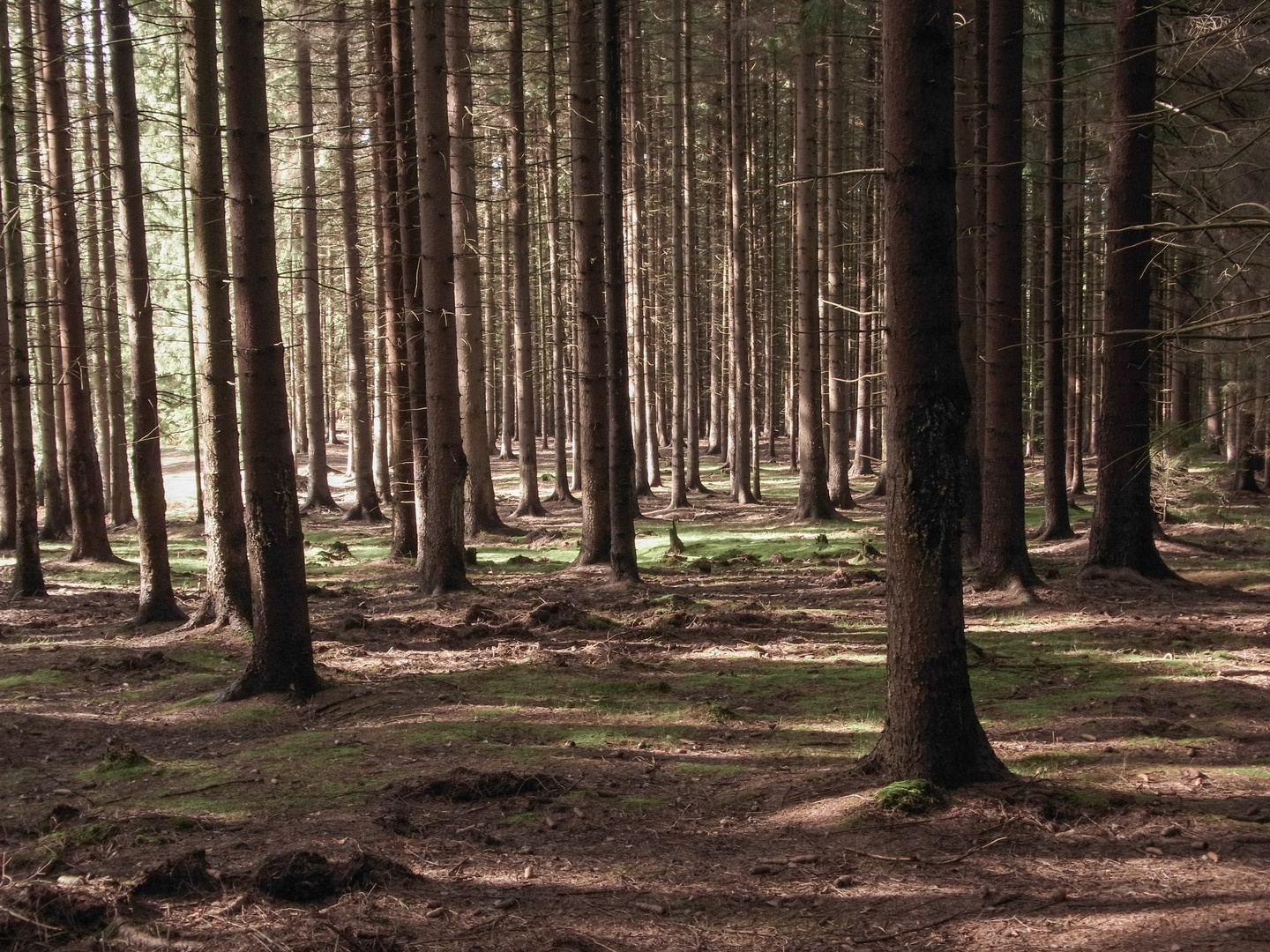 Wald in der Sächsischen Schweiz