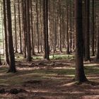 Wald in der Sächsischen Schweiz