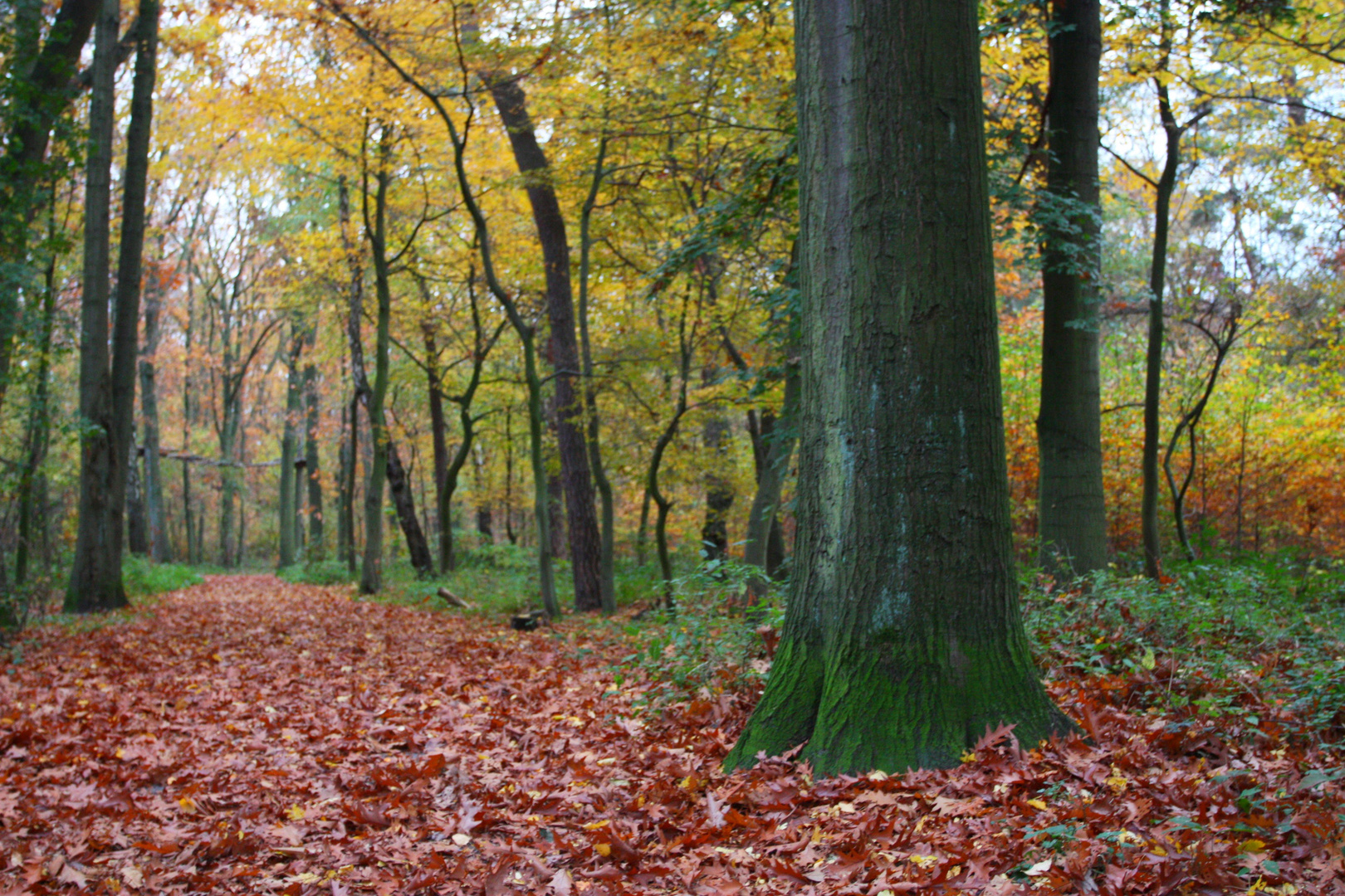 Wald in Duisburg Wedau