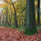 Wald in Duisburg Wedau