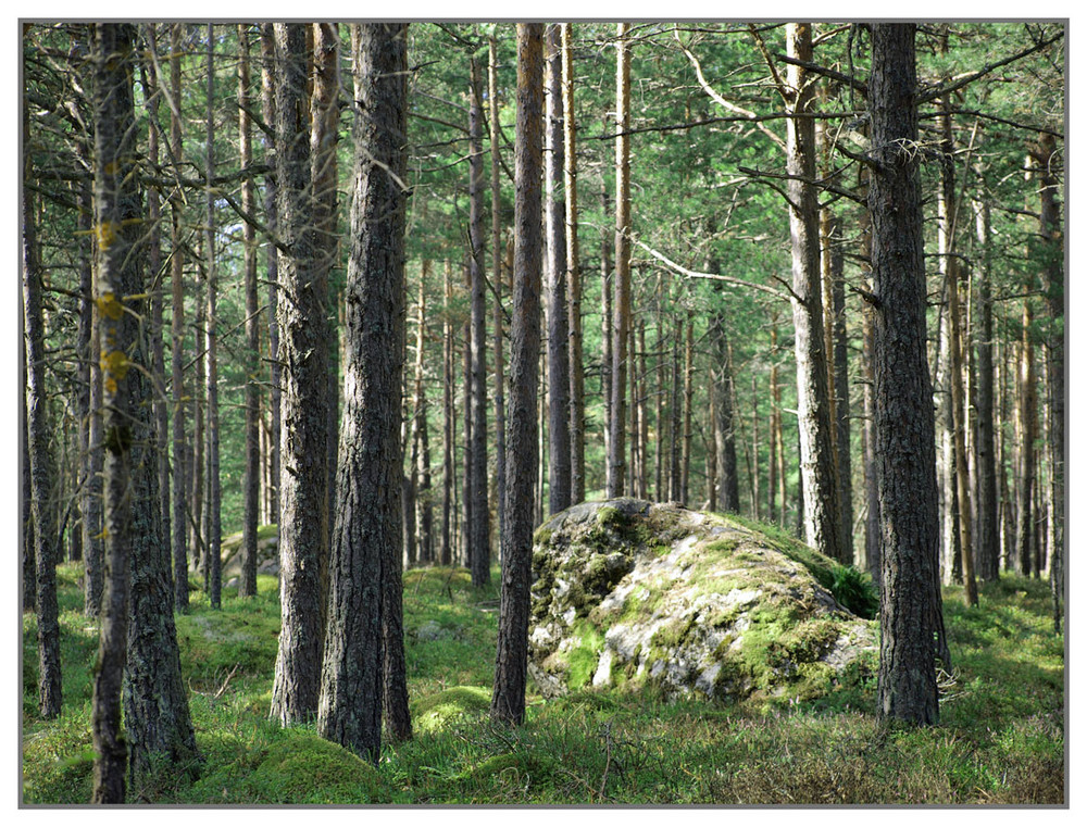 Wald in Estland