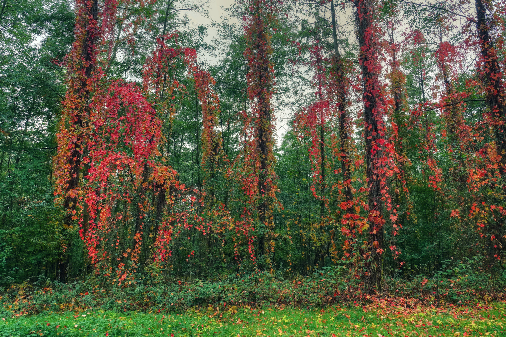 Wald in Flammen