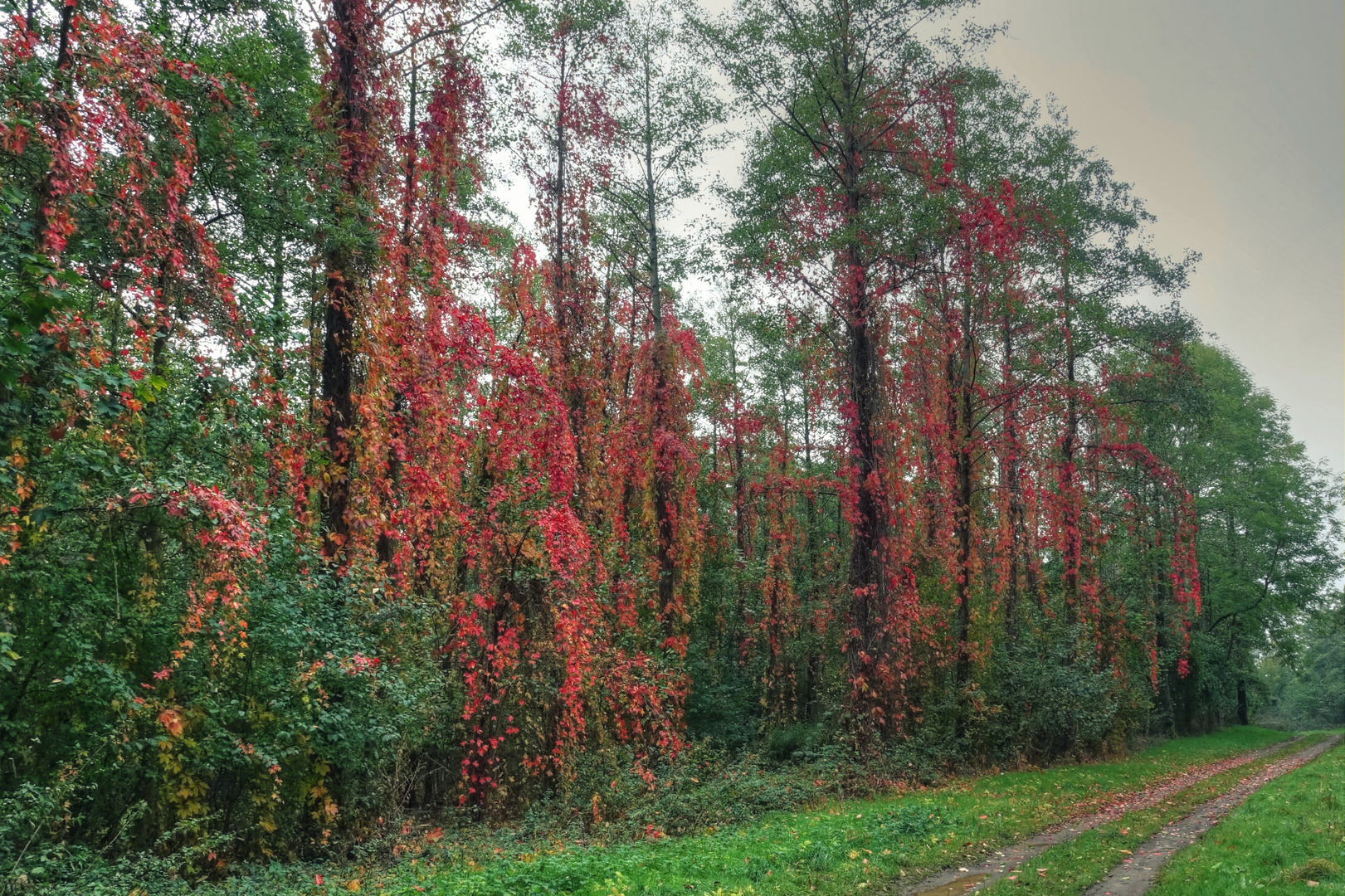 Wald in Flammen