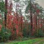 Wald in Flammen