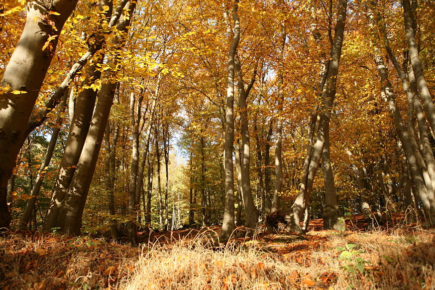 Wald in Flammen