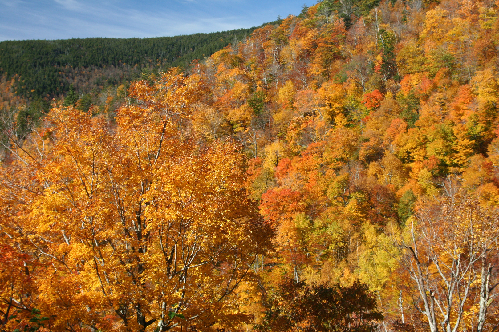 Wald in Flammen