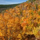 Wald in Flammen