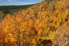 Wald in Flammen