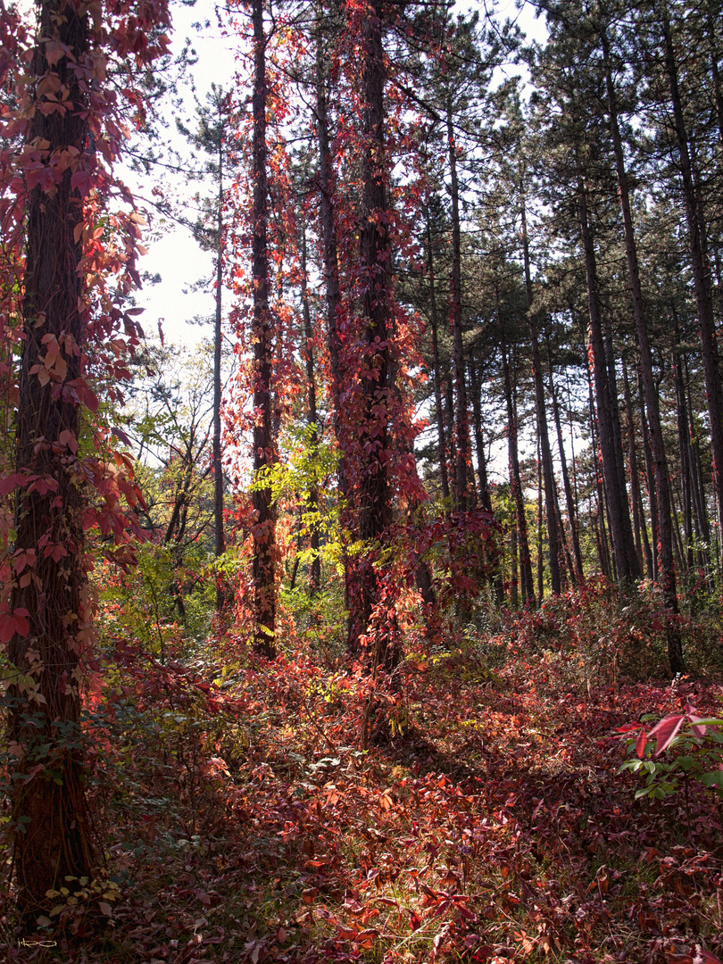 Wald in Flammen