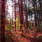 Wald in Flammen