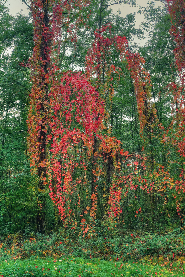 Wald in Flammen II