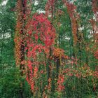 Wald in Flammen II