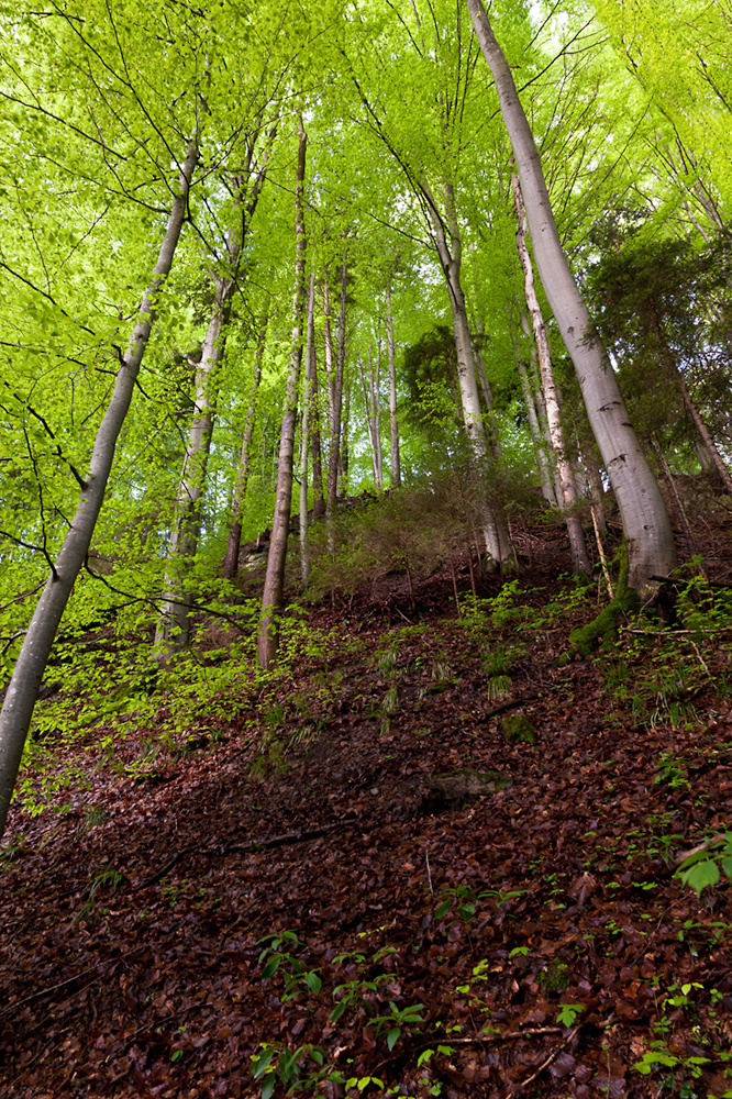 Wald in Frühlingsfarben