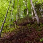 Wald in Frühlingsfarben