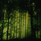 Wald in Grün