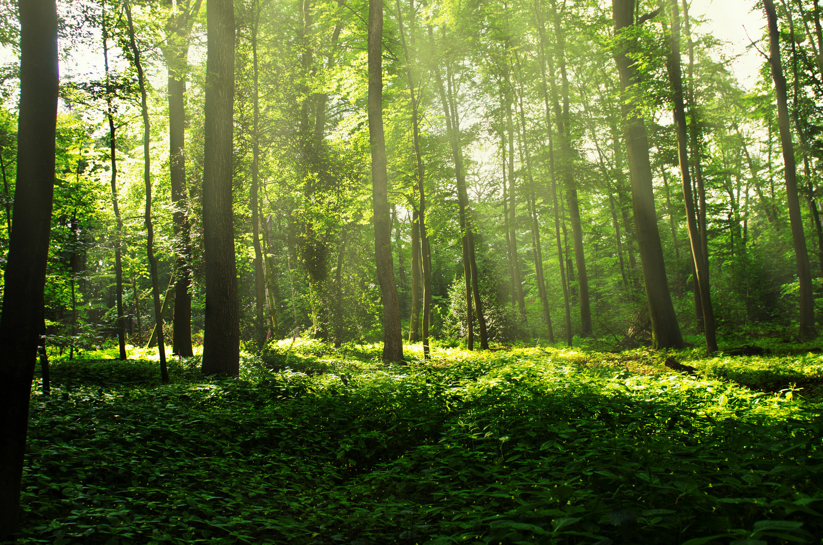 Wald in Hattingen