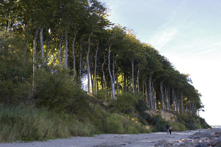 Wald in Heiligendamm