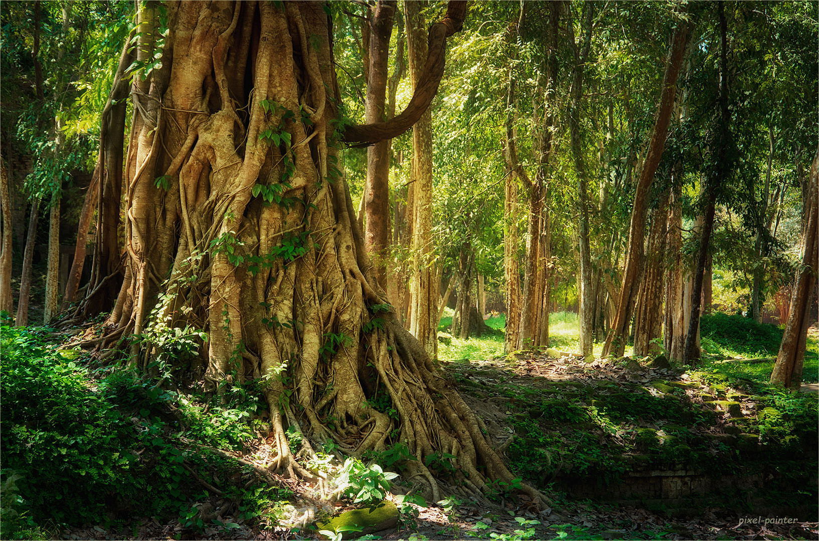 Wald in Kambodscha 