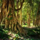 Wald in Kambodscha 