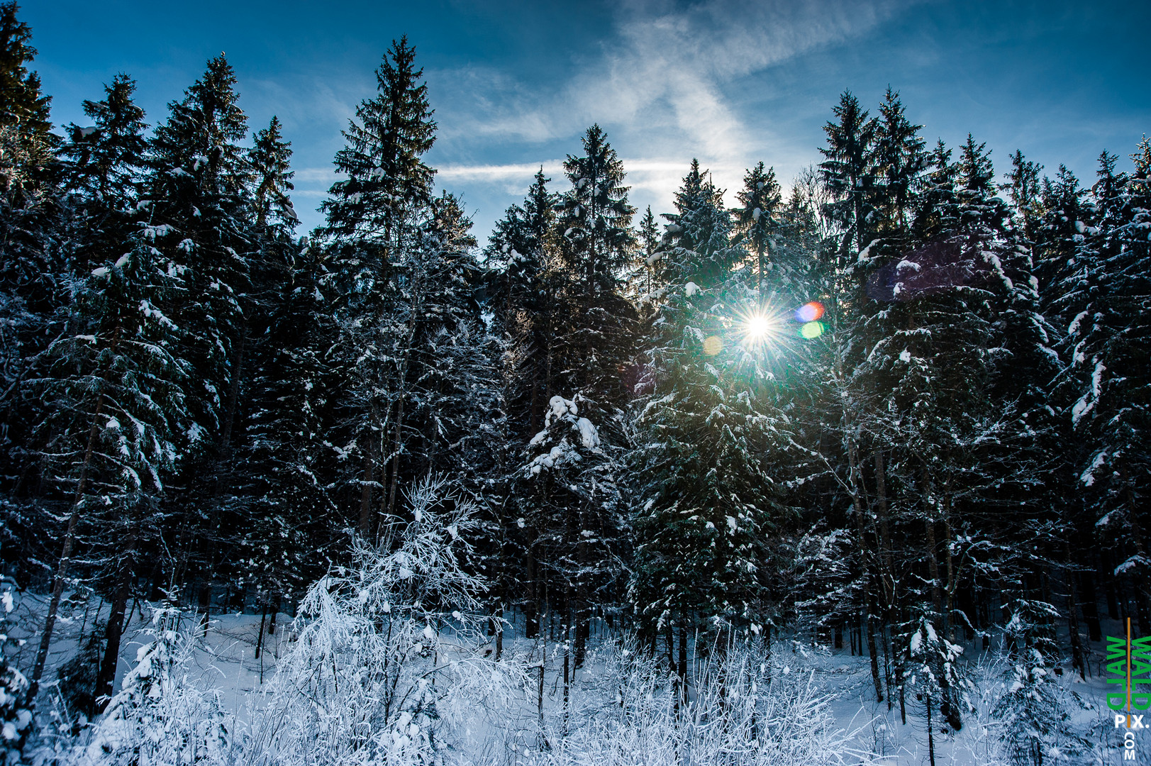 Wald in Kreut am Tegernsee bzw Tegernseertal 