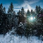 Wald in Kreut am Tegernsee bzw Tegernseertal 