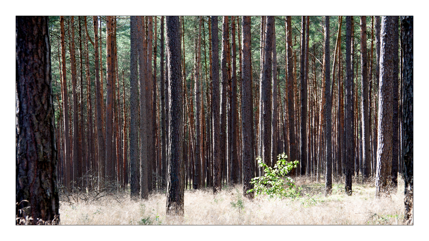 Wald in Licht und Schatten