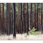 Wald in Licht und Schatten