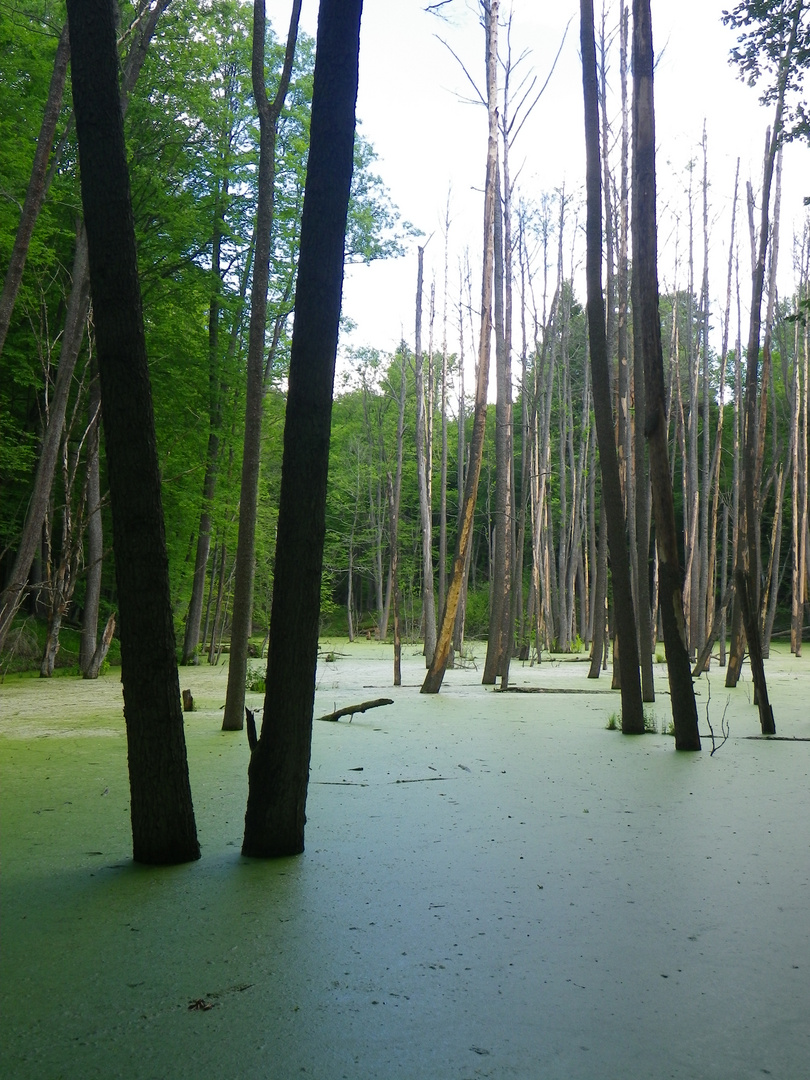Wald in Masuren, durch Biberdamm geflutet und abgestorben