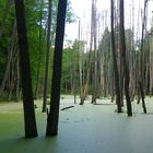 Wald in Masuren, durch Biberdamm geflutet und abgestorben