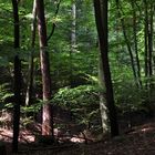 Wald in Meckpom 2