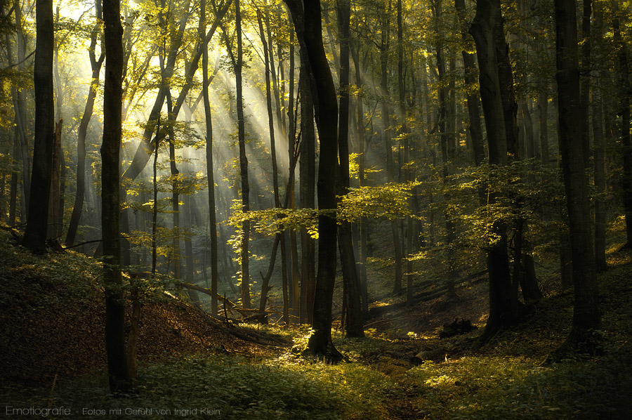 Wald in meinem Inneren