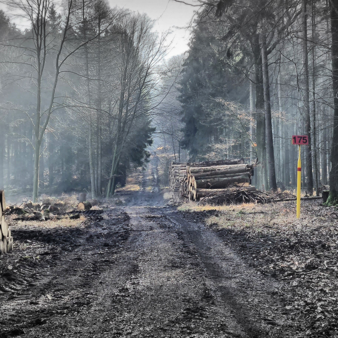 Wald in Nebel 