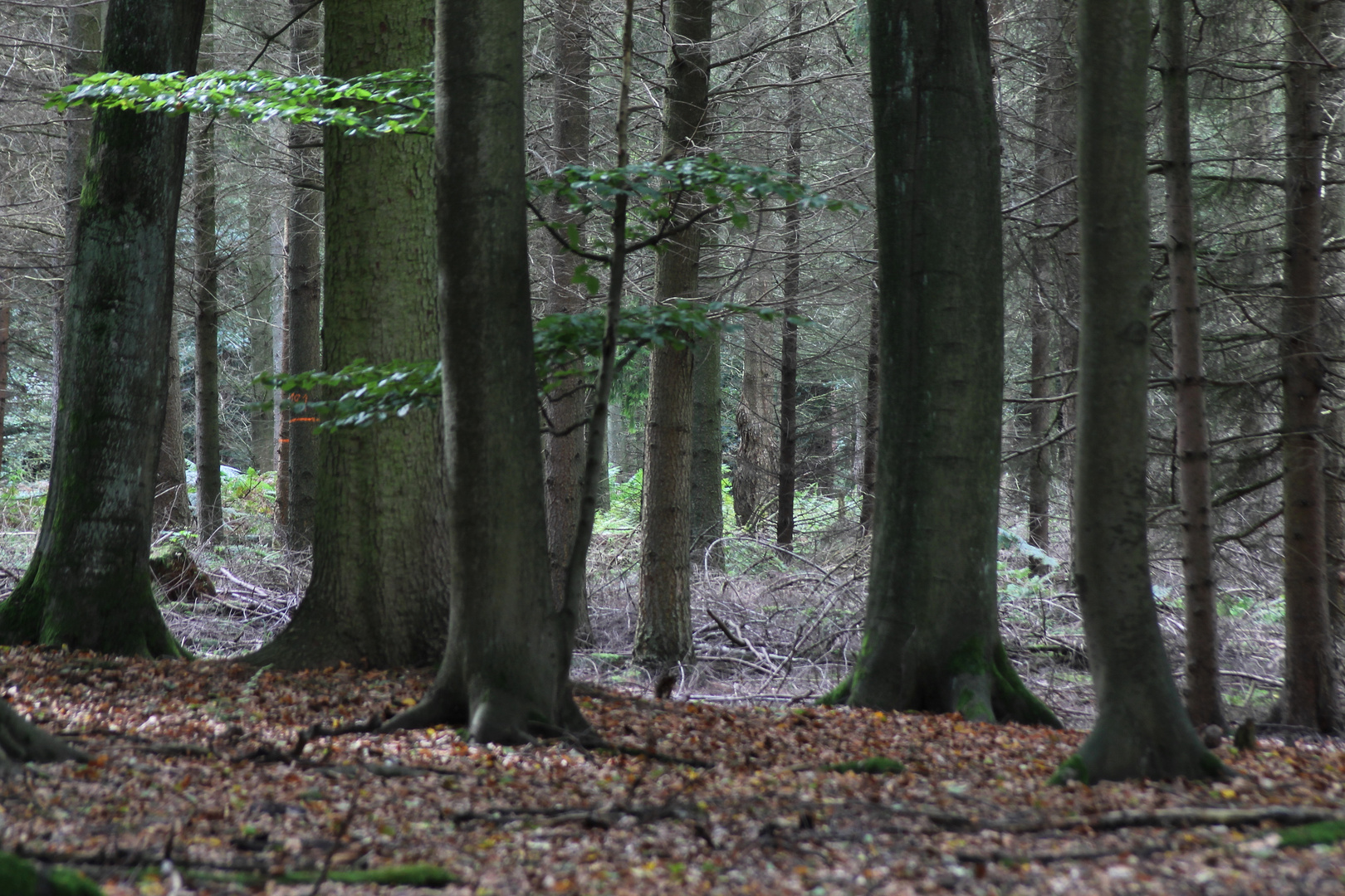 Wald in Niedersachsen