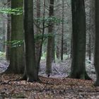 Wald in Niedersachsen