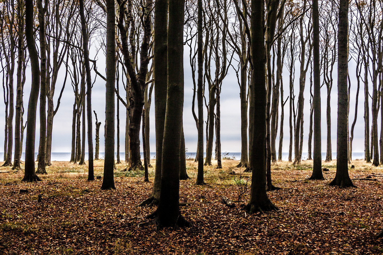 Wald in Nienhagen