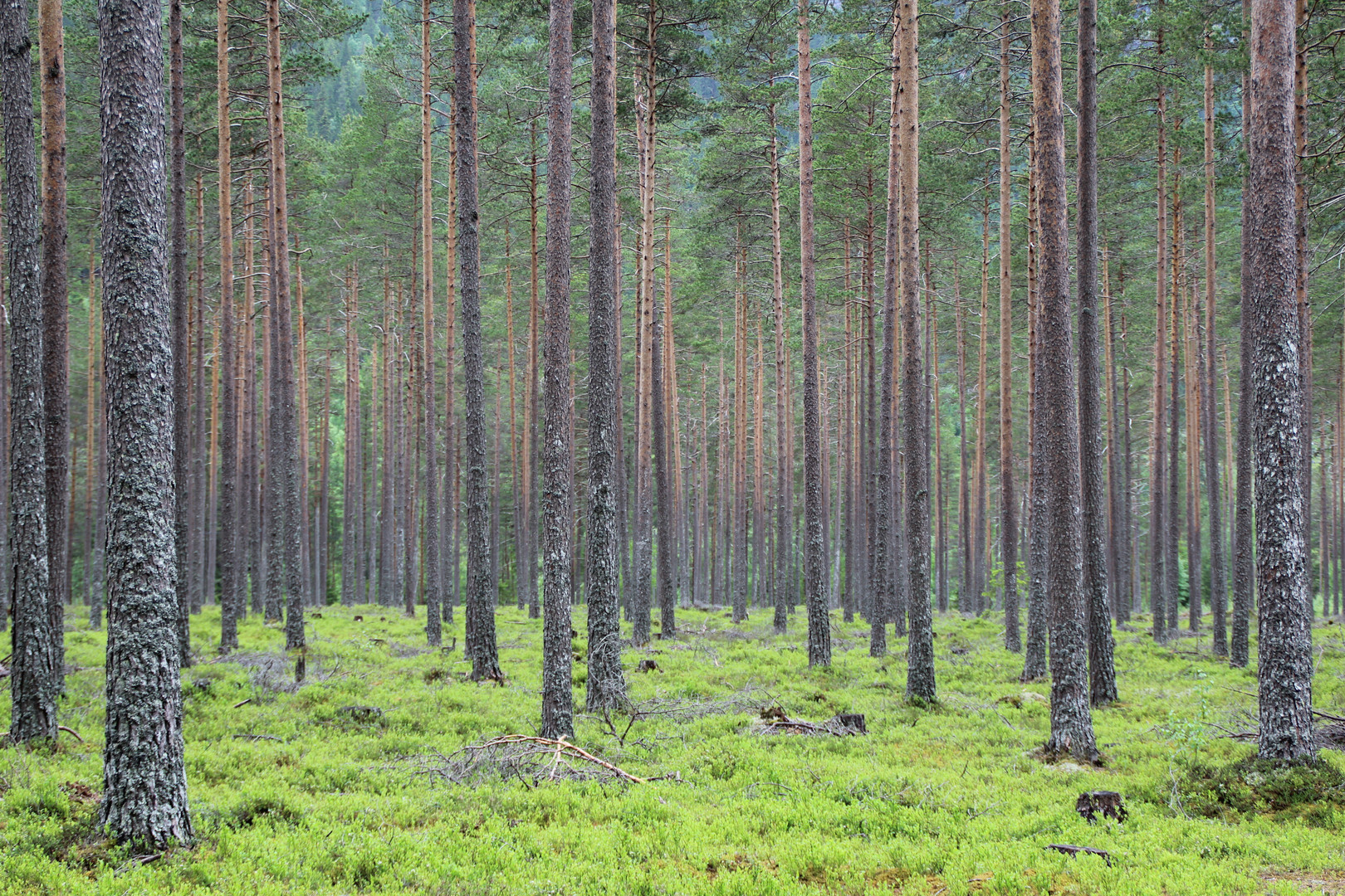 Wald in Norwegen