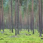 Wald in Norwegen