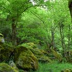 Wald in Norwegen