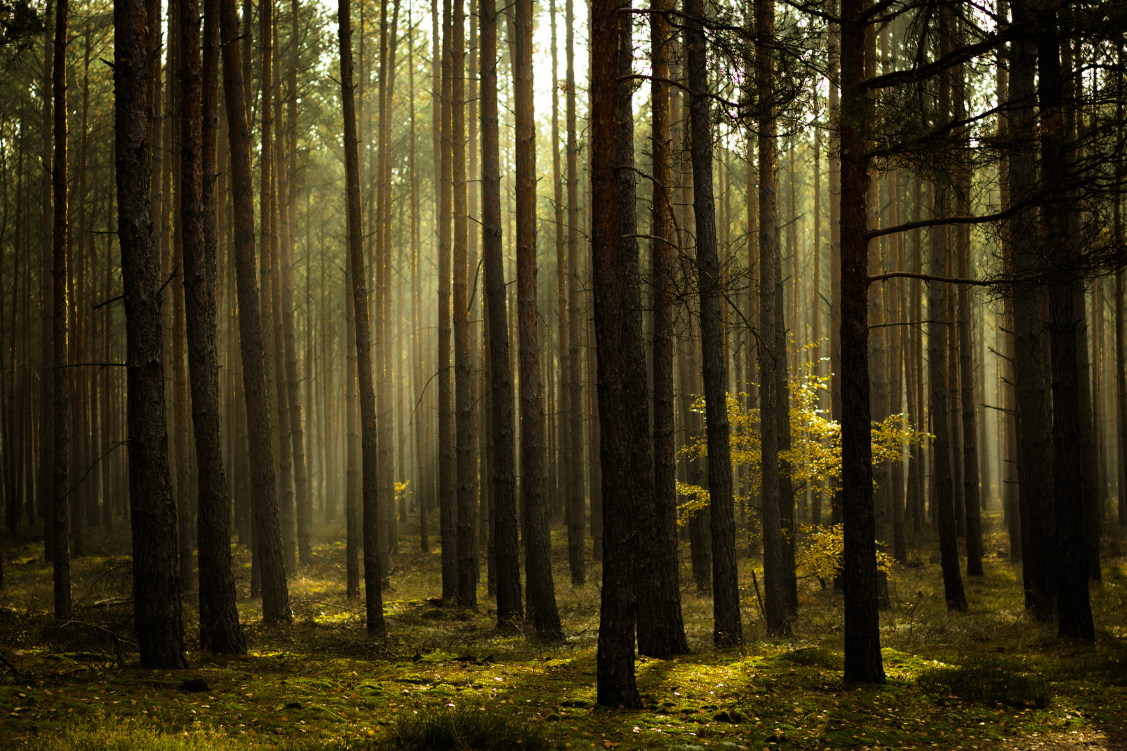 Wald in Polen